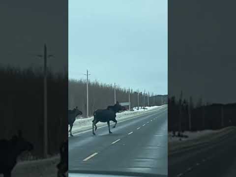 Moose Crossing🫎 In Northwestern Ontario