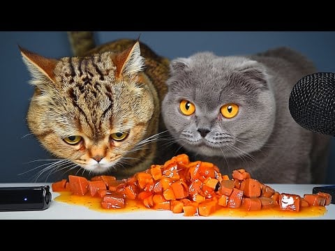 Cat Eating ASMR | Two Cats Eating Wet Food with Relaxing Sounds