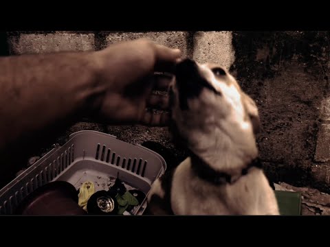 ASMR en el PATIO mientras le doy  COMIDA  a los PERROS 🐕