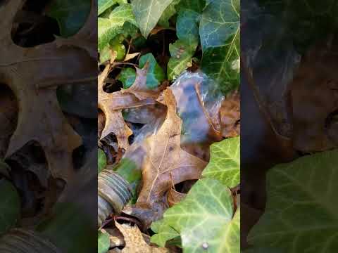 Oddly Satisfying 🍂 Water Flow | ASMR Short