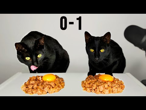 Cats Eating Egg Yolk & Wet food ASMR