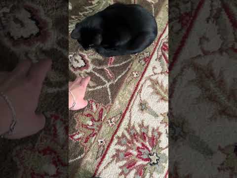 ASMR - Cat  #cat #asmr #whispering