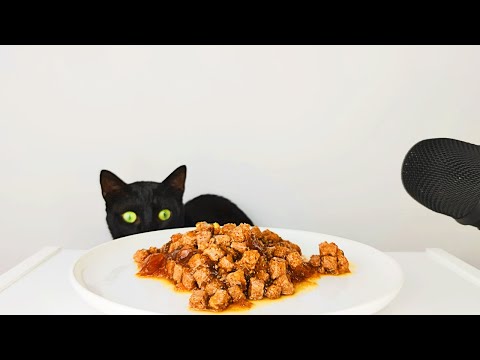 Cat eating Salmon cat food ASMR