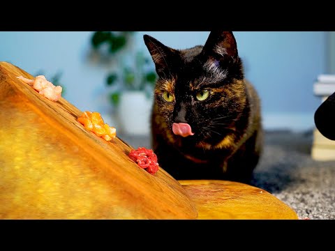 Cat eating ASMR