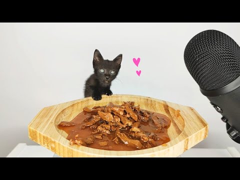 Kitten eating wet cat food ASMR