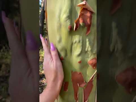 ✨ this is satisfying ✨ #asmrshorts #satisfyingvideo #relaxingvideos #shortvideos