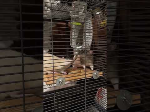 ASMR my pet rats drink water #asmr #asmrdrinking #rat