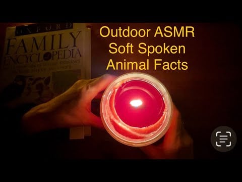 Soft Spoken Animal Fact ASMR / Calm Your Mind w Relaxing Nature Ambience, Dark Nighttime for Sleep