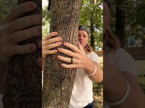 ASMR Giving A Tree A Massage #asmr