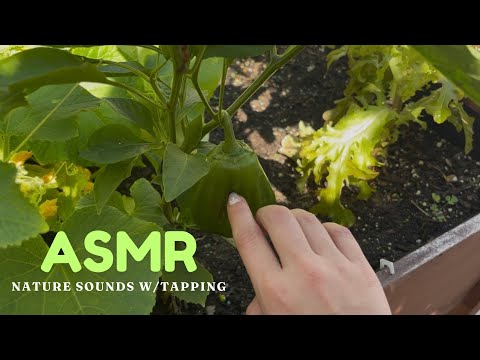 ASMR relaxing nature sounds *tapping*lofi*
