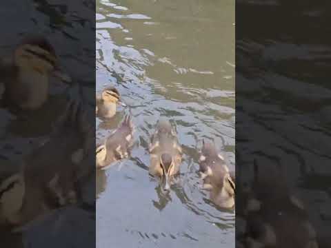 unintentional asmr nature feeding ducklings #asmr #nature #unintentional #asmroutdoors