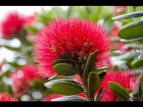 ASMR Kiwi Christmas Reading