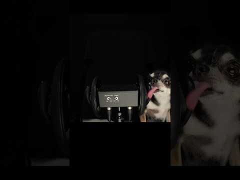 The Most Unexpected ASMR Trend: Chihuahua Edition!