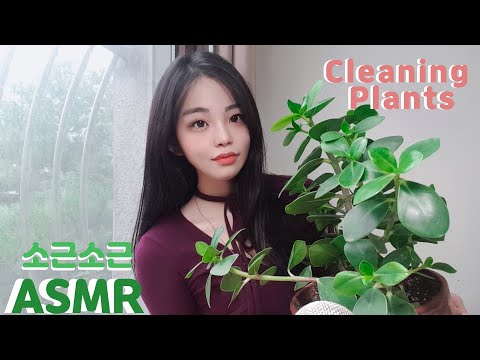 ASMR 소근소근 나뭇잎 🌱 닦아주는 수다 ASMR cleaning and tending plants🌱