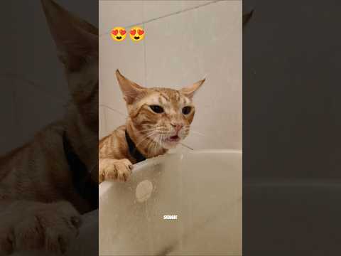 Simba drinking water 💦💦😍😺 #shorts #cat #funnycats #funny