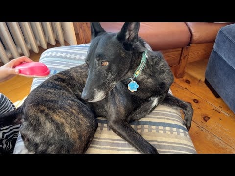 Dog experiences Asmr😌