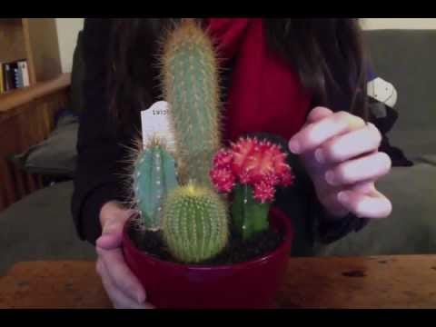 Cacti! Sounds and music