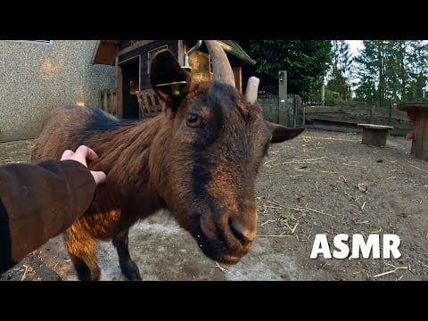 ASMR outside with farm animals 🐐🐖🐓 soft spoken
