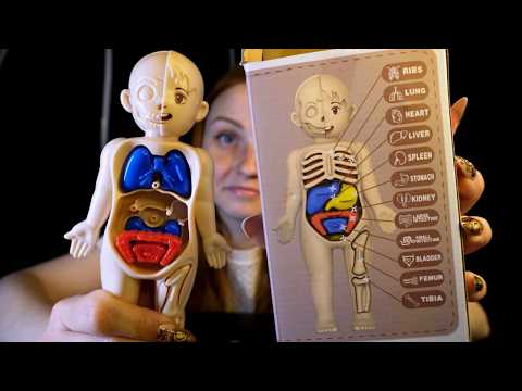 Anatomical ASMR | Can Puzzle Be Relaxing? 🫀(I failed the task)