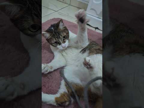ASMR 1 minuto de fofura! #asmr #cat #gatos #kitten #sound #cute