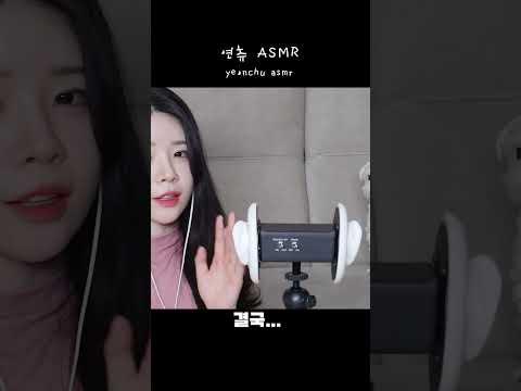 흔한 ASMR 유튜버의 눈치없는 강아지