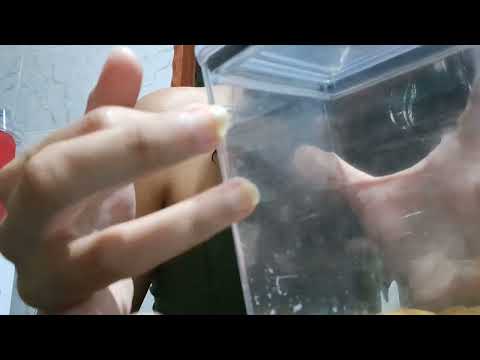 Tentativa ASMR tapping 