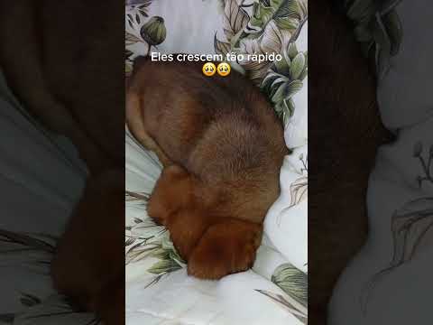 Eles crescem muito rápido
