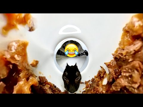 Cat Meme ASMR Eating Food