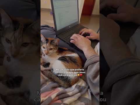 Meus amores ❤️😻 #fyp #gato #gatitos #marido #gateiras #gateirasdobrasil #trending