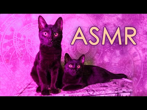 АСМР КОТЯТА КУШАЮТ | ASMR KITTENS EATING 🙀😻