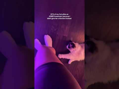 your daily dose of cat cuteness 😻 #asmr #bts