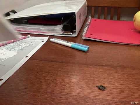 Me cleaning up a dead bug's corpse. Which I killed with my binder.
