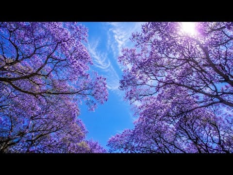 South African Outdoor ASMR 🌿 Fascinating Jacaranda Tree Facts You Need to Know 💜✨