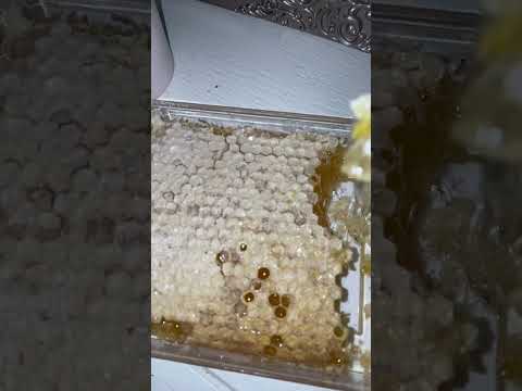 #asmr #mukbang #honey #honeycomb
