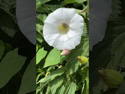 ❤️ Flower Home 🏡 for a tiny Snail 🐌🥹 x o x #tinysnail #flower #asmrnature