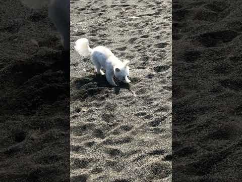 Shasta digs for crabs #ShastasShorts