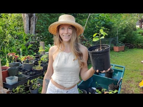 Gardening ASMR (Part 2) Transplanting Cherimoya