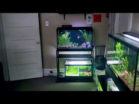 FishRoom / Office Tour ~ Is This Relaxing? Semi Soft Spoken ASMR