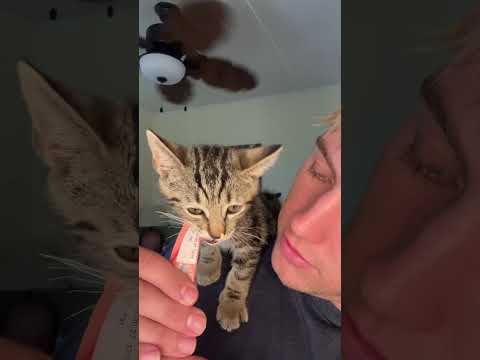 ASMR with my Kitten