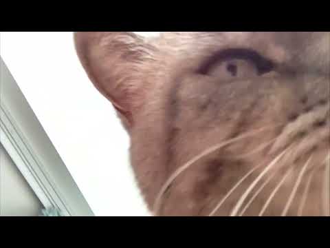 lofi asmr by my cat  (recorded on iphone 5)