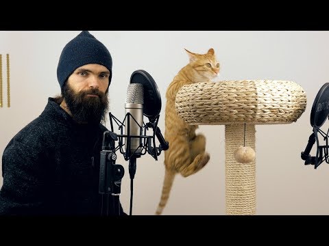 日本語ASMR：キャットタワーで猫たちと良い音を作ってみた