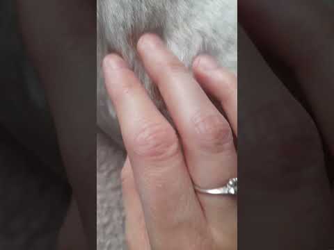 🐶 doing asmr on my dog 🤍 #asmr #relax
