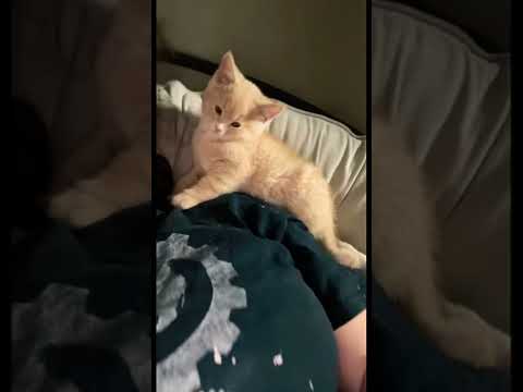 Cute sleepy baby 🐈