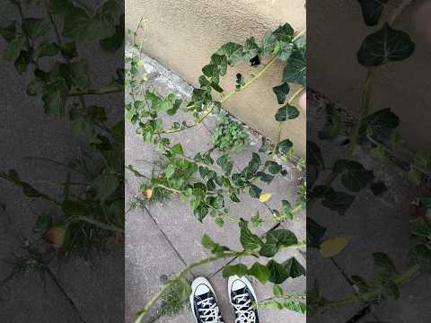 Initiatory path of the Ivy plant: How is your Shadow work journey? #celtic #celticreiki #plants