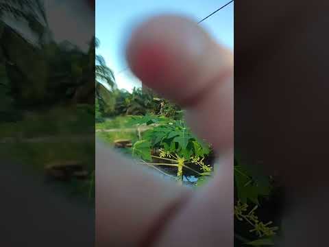 asmr tapping outdoors #asmrvideo #asmr