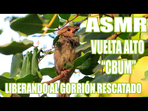 ASMR | Vuela Alto "CBUM"🥹 - Liberando al Gorrión Rescatado 🐦