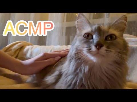 моя кошка пробует АСМР🐱 my cat is trying ASMR💖