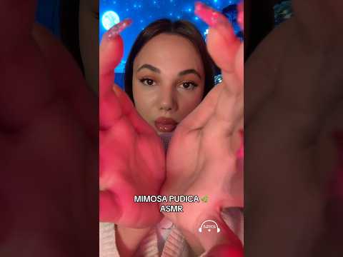 My trigger 😴 Mimosa Pudica 🌿 #asmr #hsyasmr #mimosapudica #mimosapudicaasmr #relax