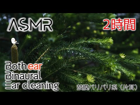 【ASMR/Ear Cleaning/Binaural】刺激強めのパリパリ耳かき2時間【片耳版/耳かき/イヤホン必須】