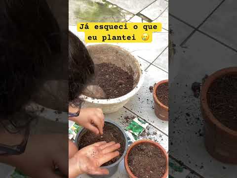 O que eu plantei mesmo?